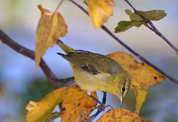 Tennessee Warbler by Alan Lenk
